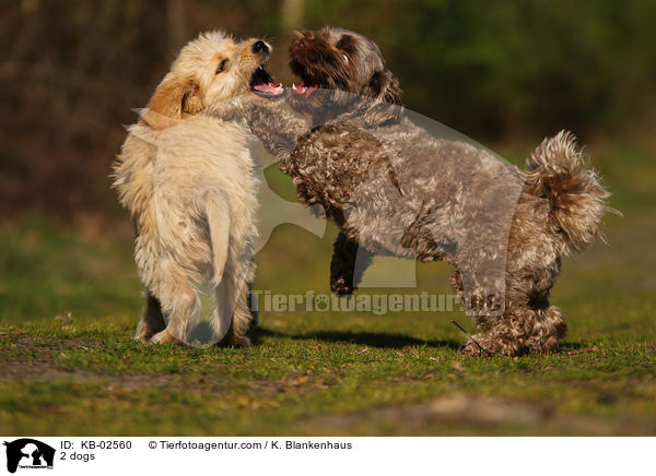 2 dogs / KB-02560