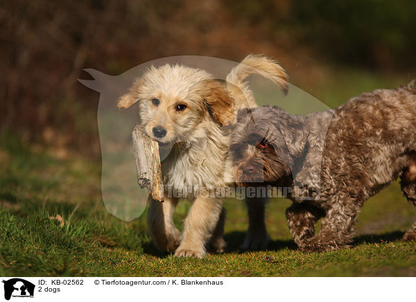 2 dogs / KB-02562