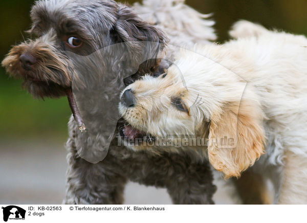 2 dogs / KB-02563
