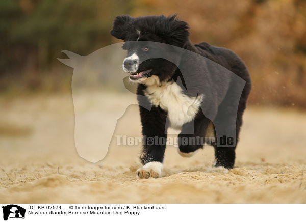 Neufundlnder-Berner-Sennenhund Welpe / Newfoundlander-Bernese-Mountain-Dog Puppy / KB-02574