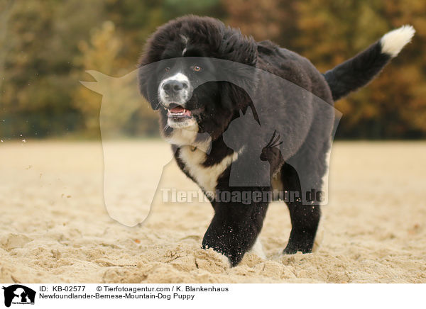 Neufundlnder-Berner-Sennenhund Welpe / Newfoundlander-Bernese-Mountain-Dog Puppy / KB-02577