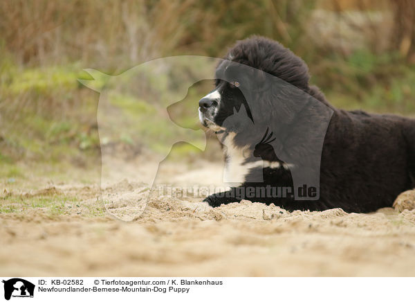 Neufundlnder-Berner-Sennenhund Welpe / Newfoundlander-Bernese-Mountain-Dog Puppy / KB-02582
