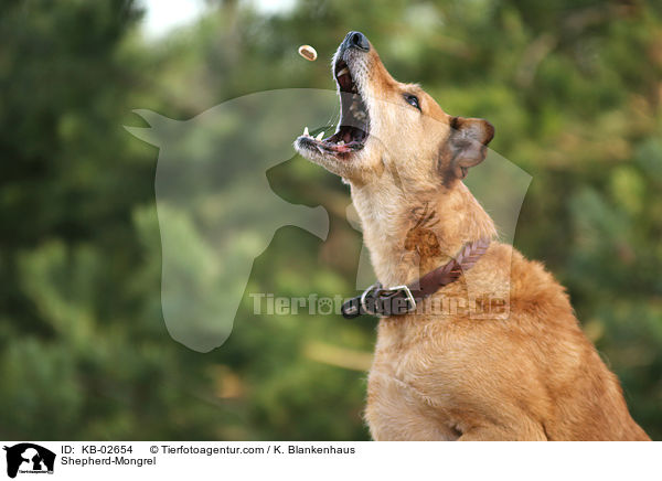 Shepherd-Mongrel / KB-02654