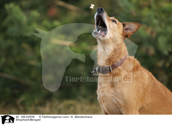Shepherd-Mongrel / KB-02656