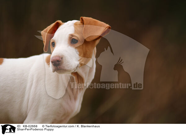 Shar-Pei-Podenco Welpe / Shar-Pei-Podenco Puppy / KB-02668