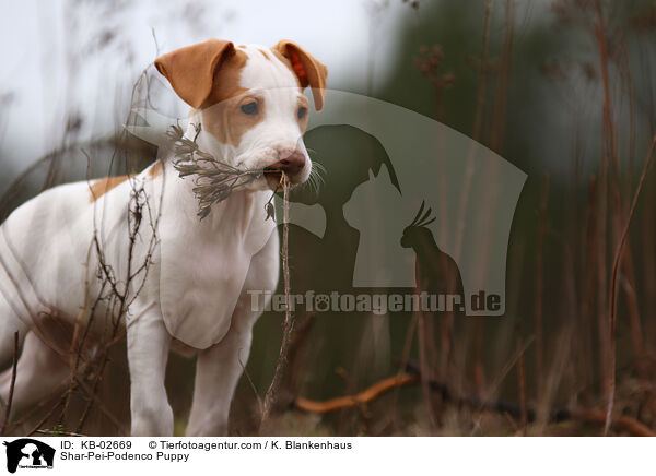 Shar-Pei-Podenco Welpe / Shar-Pei-Podenco Puppy / KB-02669