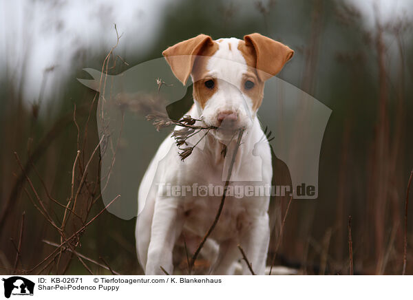 Shar-Pei-Podenco Welpe / Shar-Pei-Podenco Puppy / KB-02671