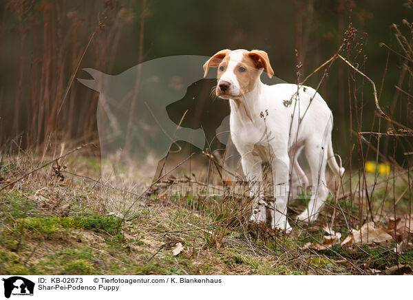 Shar-Pei-Podenco Welpe / Shar-Pei-Podenco Puppy / KB-02673