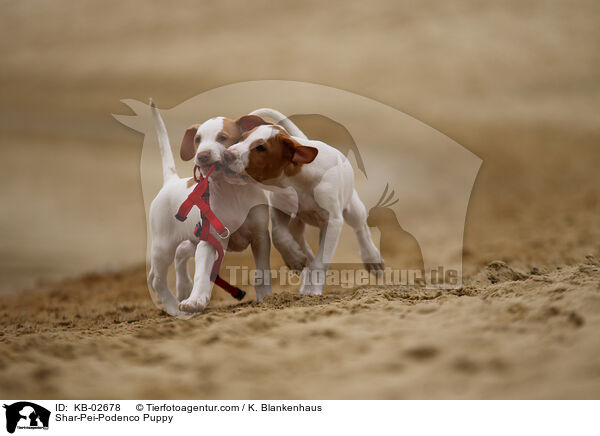Shar-Pei-Podenco Welpe / Shar-Pei-Podenco Puppy / KB-02678