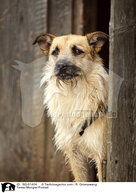 Terrier-Mischling Portrait / Terrier-Mongrel Portrait / RG-01404