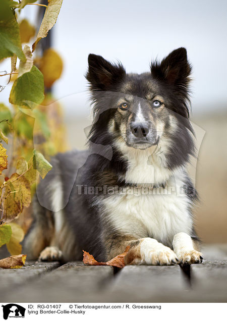 liegender Border-Collie-Husky / lying Border-Collie-Husky / RG-01407