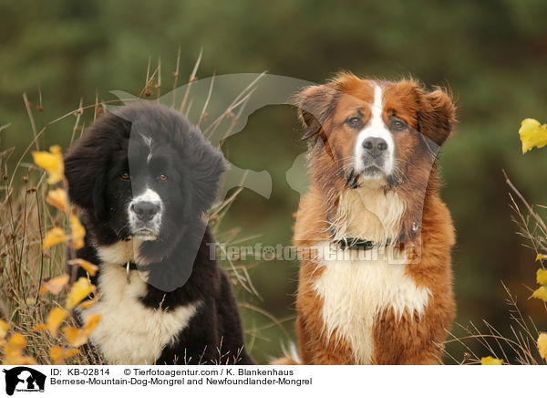 Berner-Sennenhund-Mischling und Neufundlnder-Mischling / Bernese-Mountain-Dog-Mongrel and Newfoundlander-Mongrel / KB-02814