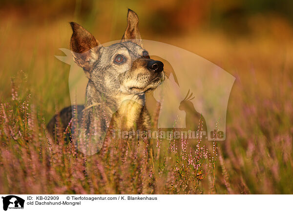 alter Dackel-Mischling / old Dachshund-Mongrel / KB-02909