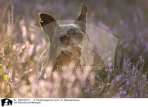 alter Dackel-Mischling / old Dachshund-Mongrel / KB-02914