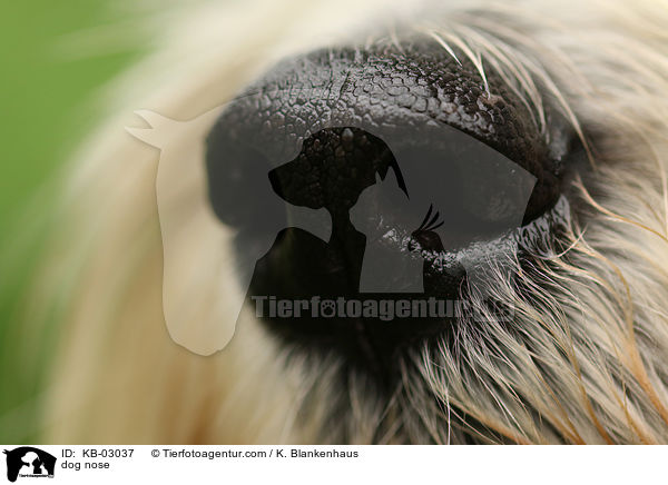 Hundenase / dog nose / KB-03037