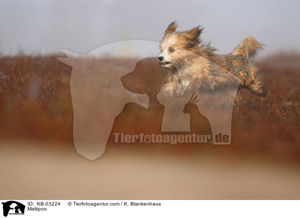 Maltipoo / KB-03224