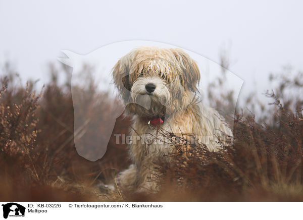 Maltipoo / KB-03226