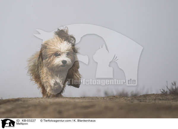 Maltipoo / Maltipoo / KB-03227