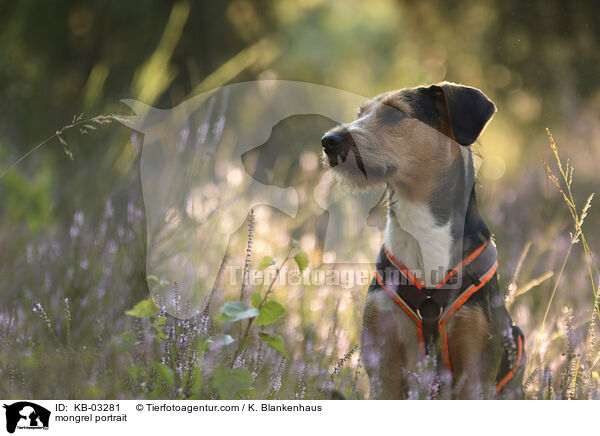 Mischling Portrait / mongrel portrait / KB-03281