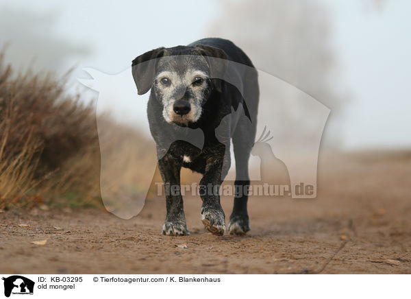 old mongrel / KB-03295