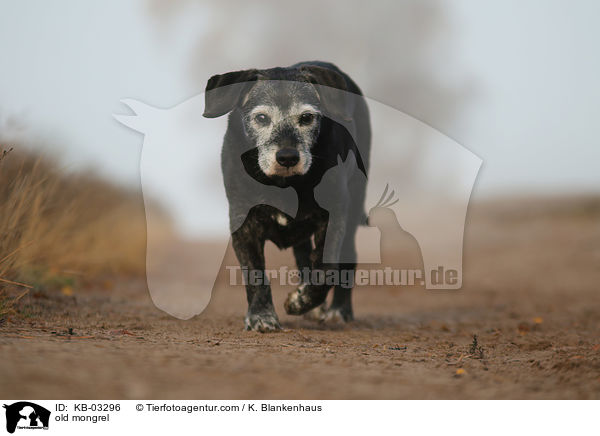old mongrel / KB-03296