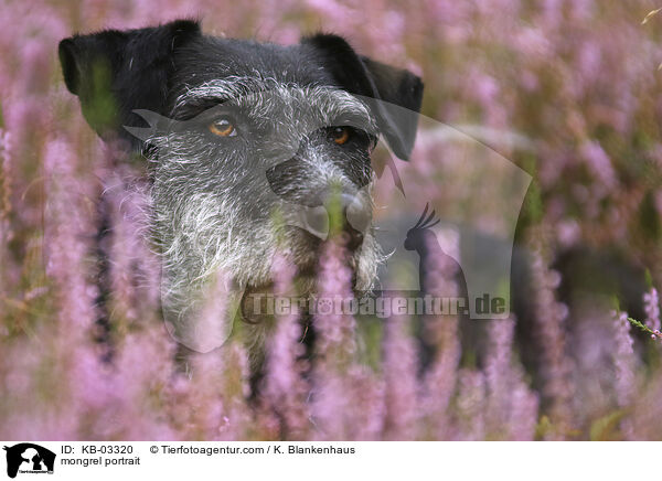 Mischling Portrait / mongrel portrait / KB-03320