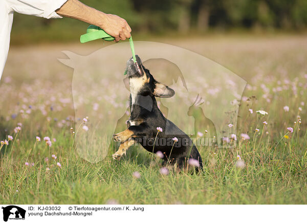 junger Dackel-Mischling / young Dachshund-Mongrel / KJ-03032