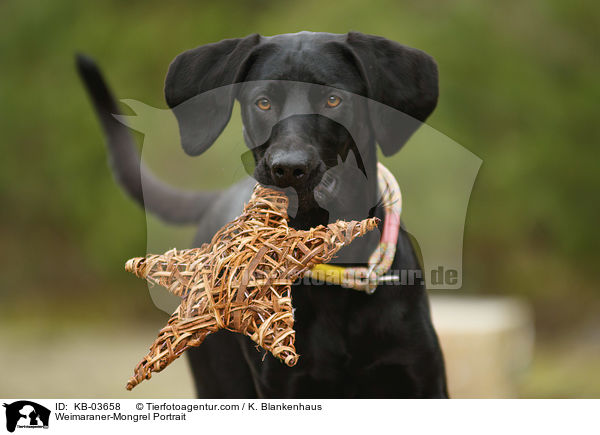 Weimaraner-Mischling Portrait / Weimaraner-Mongrel Portrait / KB-03658
