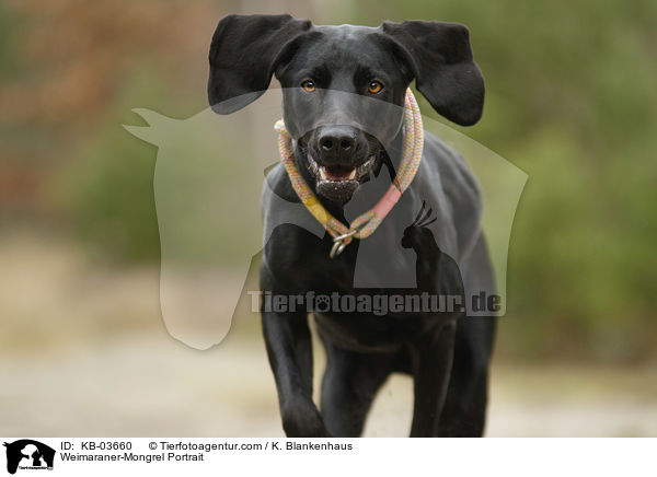 Weimaraner-Mischling Portrait / Weimaraner-Mongrel Portrait / KB-03660