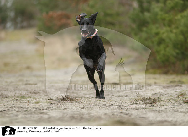 rennender Weimaraner-Mischling / running Weimaraner-Mongrel / KB-03661