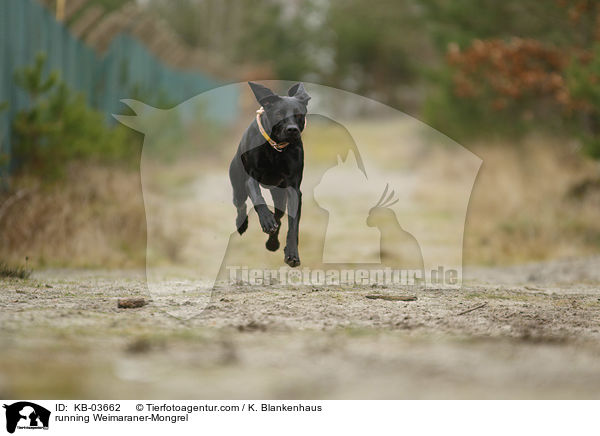rennender Weimaraner-Mischling / running Weimaraner-Mongrel / KB-03662