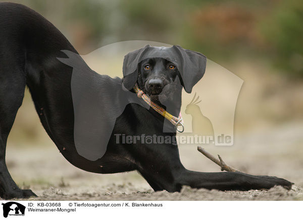 Weimaraner-Mischling / Weimaraner-Mongrel / KB-03668
