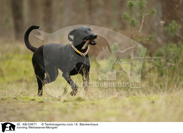 rennender Weimaraner-Mischling / running Weimaraner-Mongrel / KB-03671