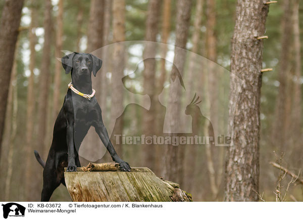 Weimaraner-Mischling / Weimaraner-Mongrel / KB-03672