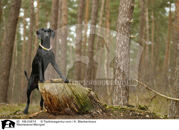 Weimaraner-Mischling / Weimaraner-Mongrel / KB-03674