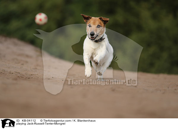spielender Jack-Russell-Terrier-Mischling / playing Jack-Russell-Terrier-Mongrel / KB-04112