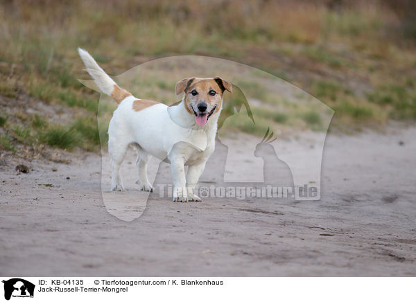 Jack-Russell-Terrier-Mischling / Jack-Russell-Terrier-Mongrel / KB-04135