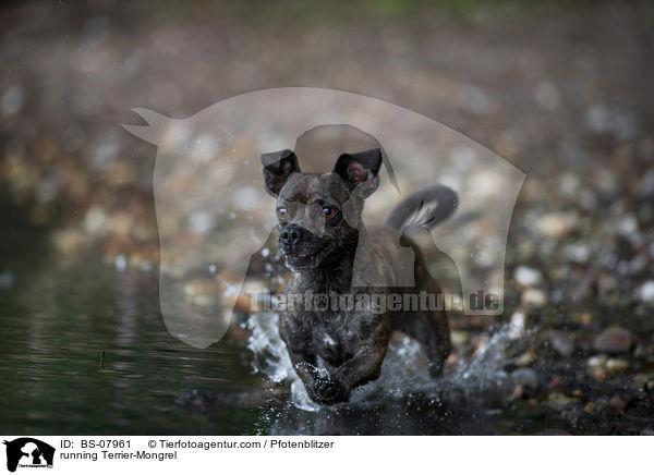rennender Terrier-Mischling / running Terrier-Mongrel / BS-07961