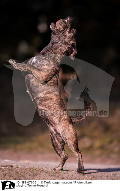 spielender Terrier-Mischling / playing Terrier-Mongrel / BS-07969