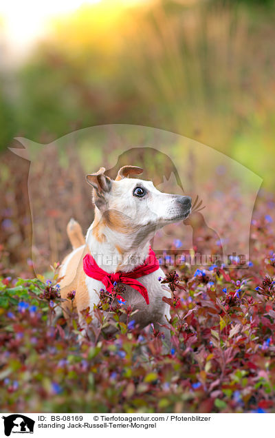 stehender Jack-Russell-Terrier-Mischling / standing Jack-Russell-Terrier-Mongrel / BS-08169