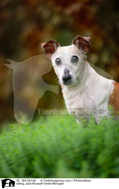 sitzender Jack-Russell-Terrier-Mischling / sitting Jack-Russell-Terrier-Mongrel / BS-08189