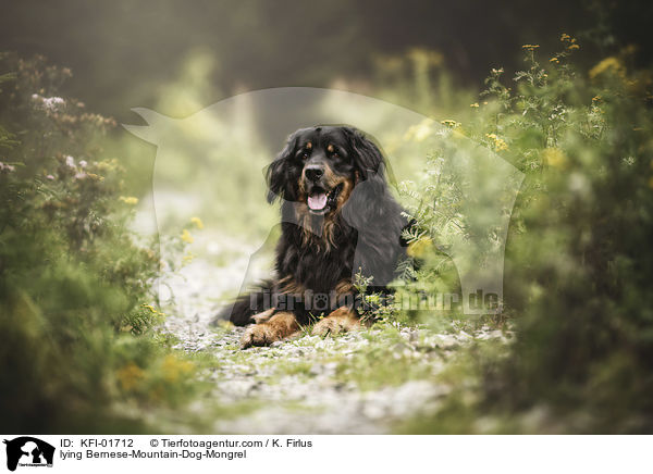 liegender Berner-Sennenhund-Mischling / lying Bernese-Mountain-Dog-Mongrel / KFI-01712