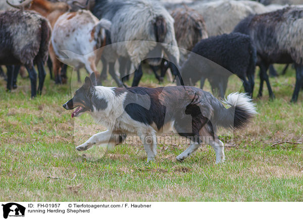 running Herding Shepherd / FH-01957