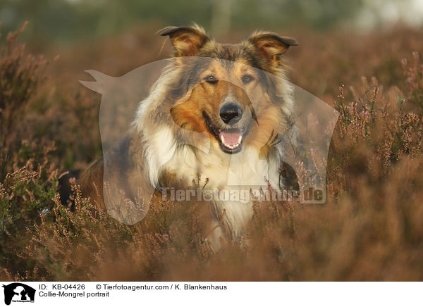 Collie-Mischling Portrait / Collie-Mongrel portrait / KB-04426