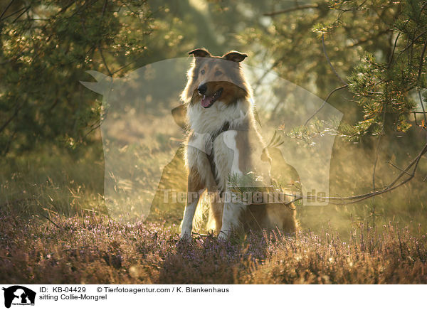 sitzender Collie-Mischling / sitting Collie-Mongrel / KB-04429