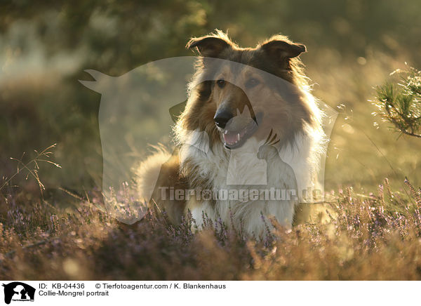 Collie-Mischling Portrait / Collie-Mongrel portrait / KB-04436