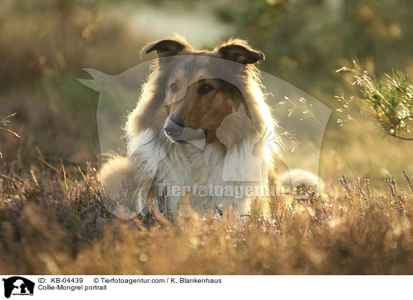 Collie-Mischling Portrait / Collie-Mongrel portrait / KB-04439