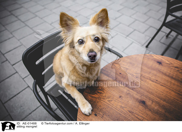 sitzender Mischling / sitting mongrel / AE-01488