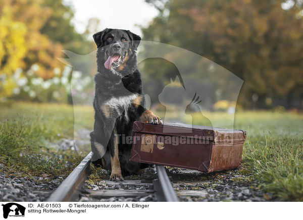 sitzender Rottweiler-Mischling / sitting Rottweiler-Mongrel / AE-01503