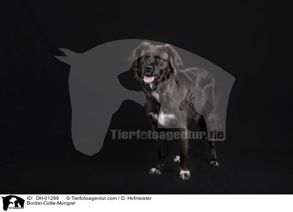 Border-Collie-Mongrel / DH-01286